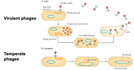 <ul><li><p>Most abundant microorganisms on the planet</p></li><li><p>They are viruses that infect bacteria</p></li><li><p>Two life cycles</p><ul><li><p>Lytic: phage infects and kills the infected host cells (virulent phages)</p></li><li><p>Lysogenic: phage genome integrates into the host DNA (prophage), stable for thousands of years so the phage can alter the phenotype of the bacterium (temperate phages → can go to lytic path)</p></li></ul></li></ul><p></p>