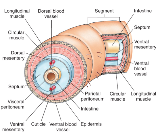 <p>each segment (“somite”) is its own hydrostatic skeleton • Septa between them • longitudinal and circular muscles act as antagonists • parapodia and setae used for locomotion &amp; feeding</p>
