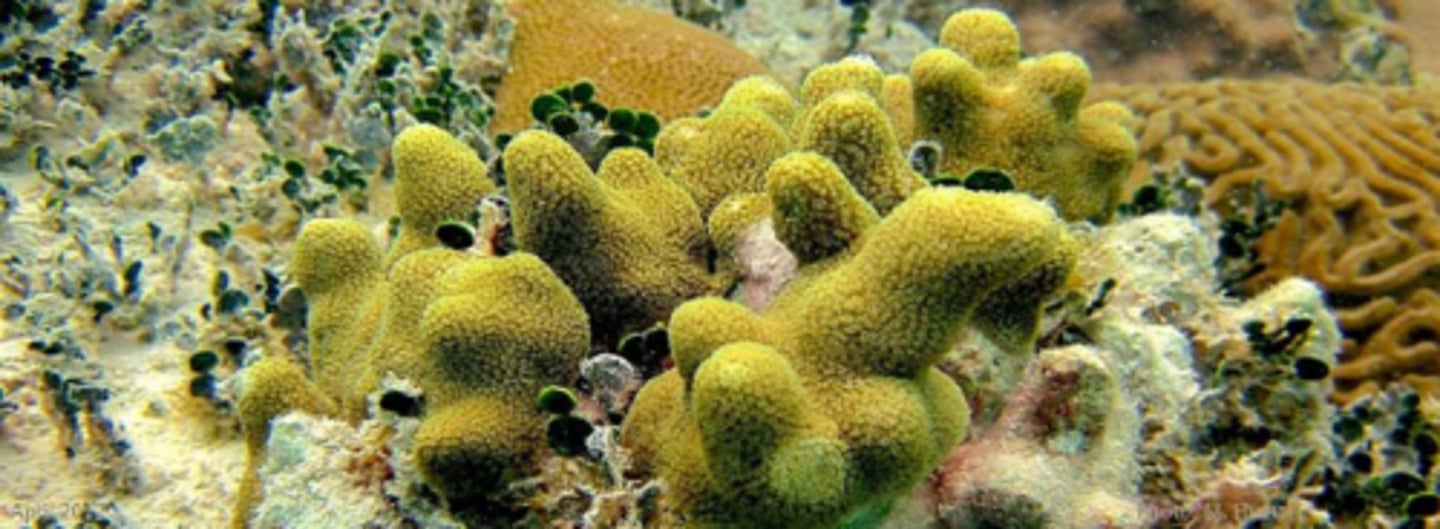<p>Finger Coral, Porites porites</p>