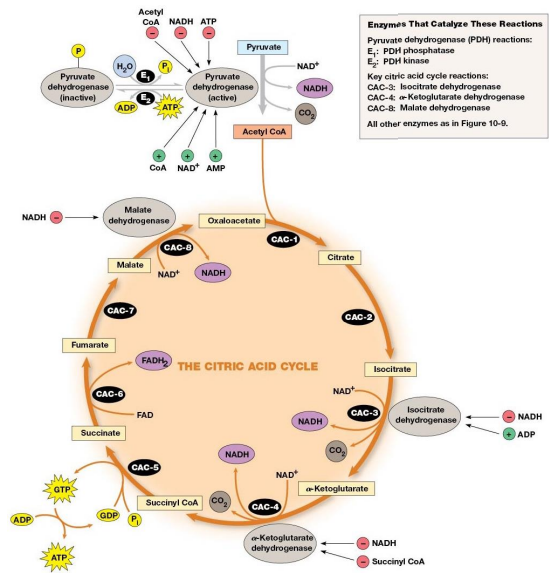 <p>Most of the control of the cycle involves regulation of 4 key enzymes by specific effector molecules.</p><ul><li><p>Effector molecules may be activators or inhibitors</p></li></ul><p></p>