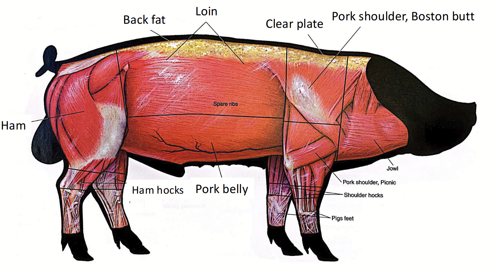<p>Cut of a pig.</p><p>The <strong>ventral </strong>part of a pig.</p><p>Used for spare ribs and fatty cuts (such as bacon).</p>