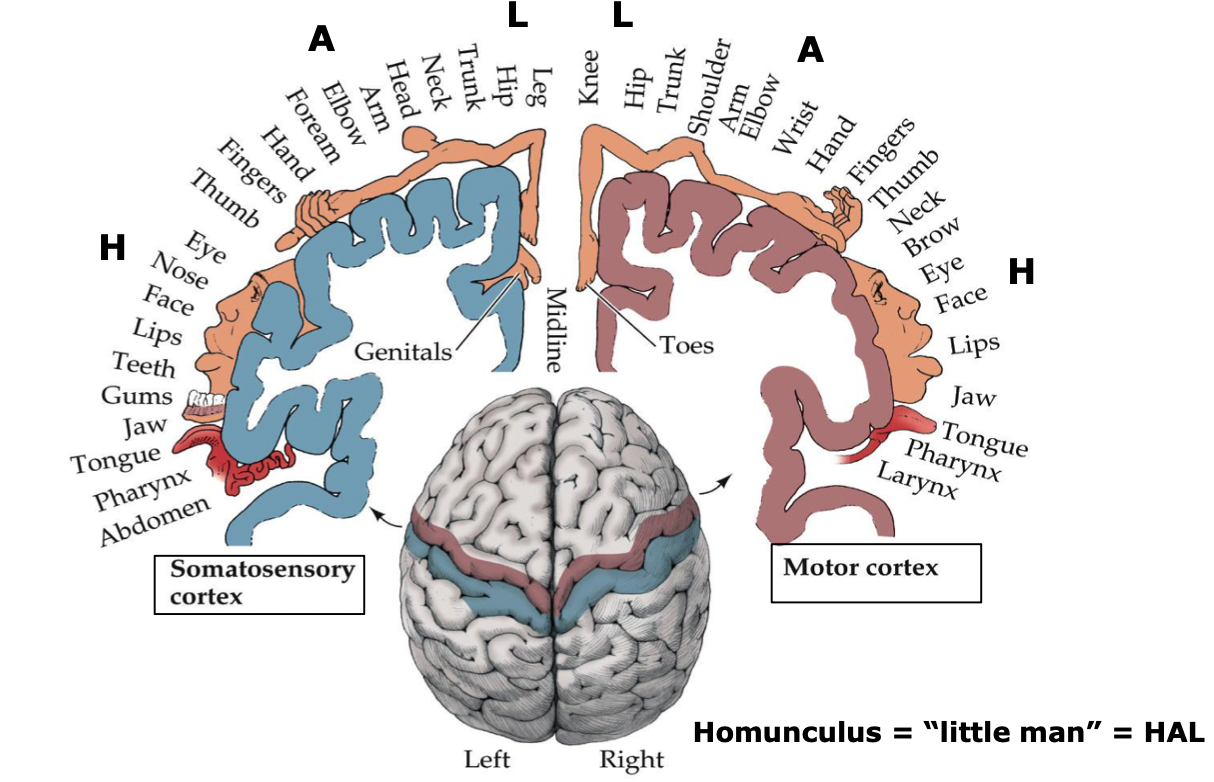 <p>Motor and sensory cortex and their pathways exhibit what type of organization?</p>