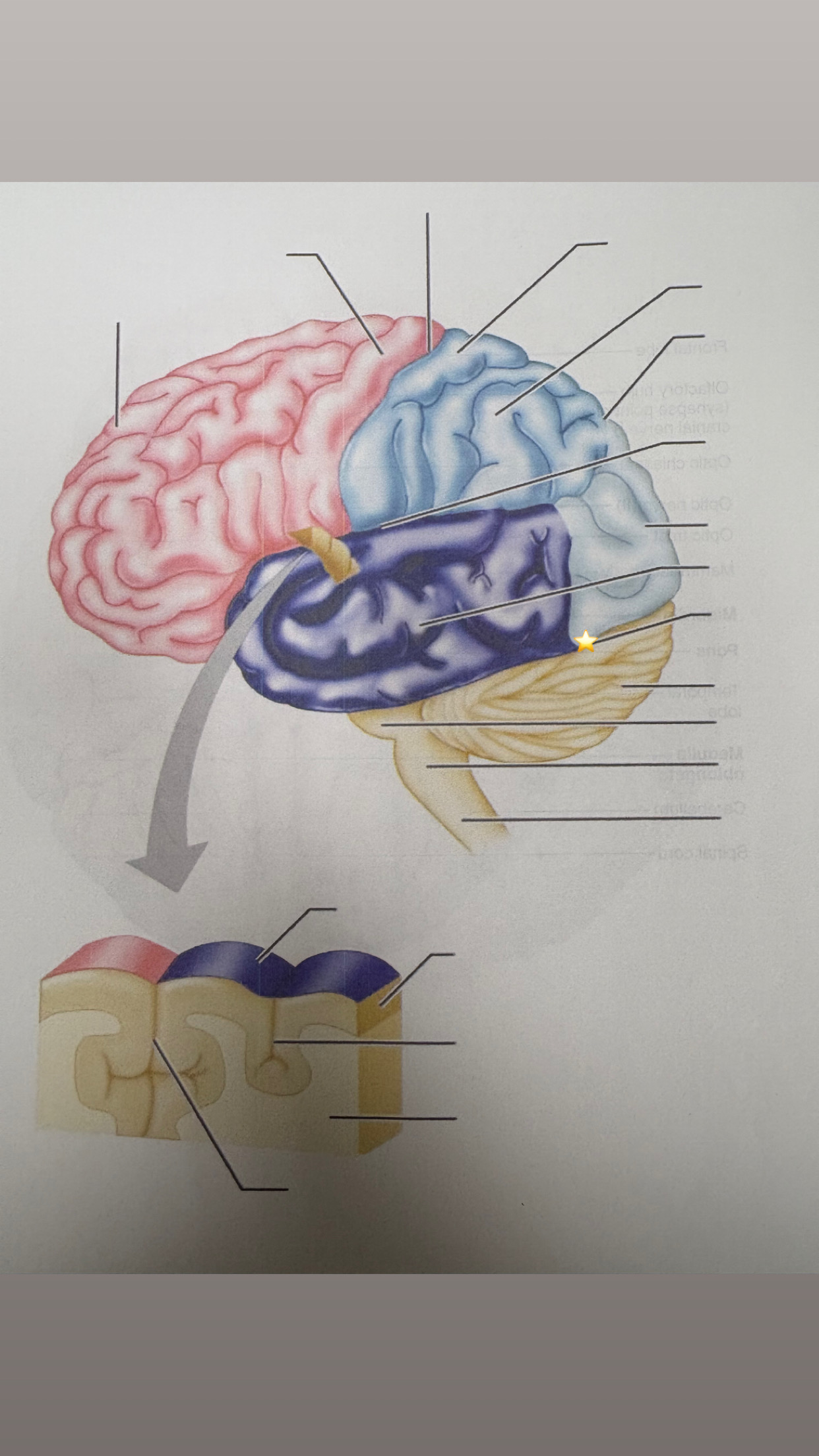 <p>name the starred structure</p>