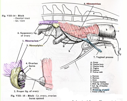 <p>Mesometrium</p><p>Mesovarium (and suspensory ligament of ovary)</p><p>Mesosalpinx</p><p>ovarian bursa = pouch of mesovarium and meosalpinx </p><p>Round ligament</p><p>Proper ligament</p>