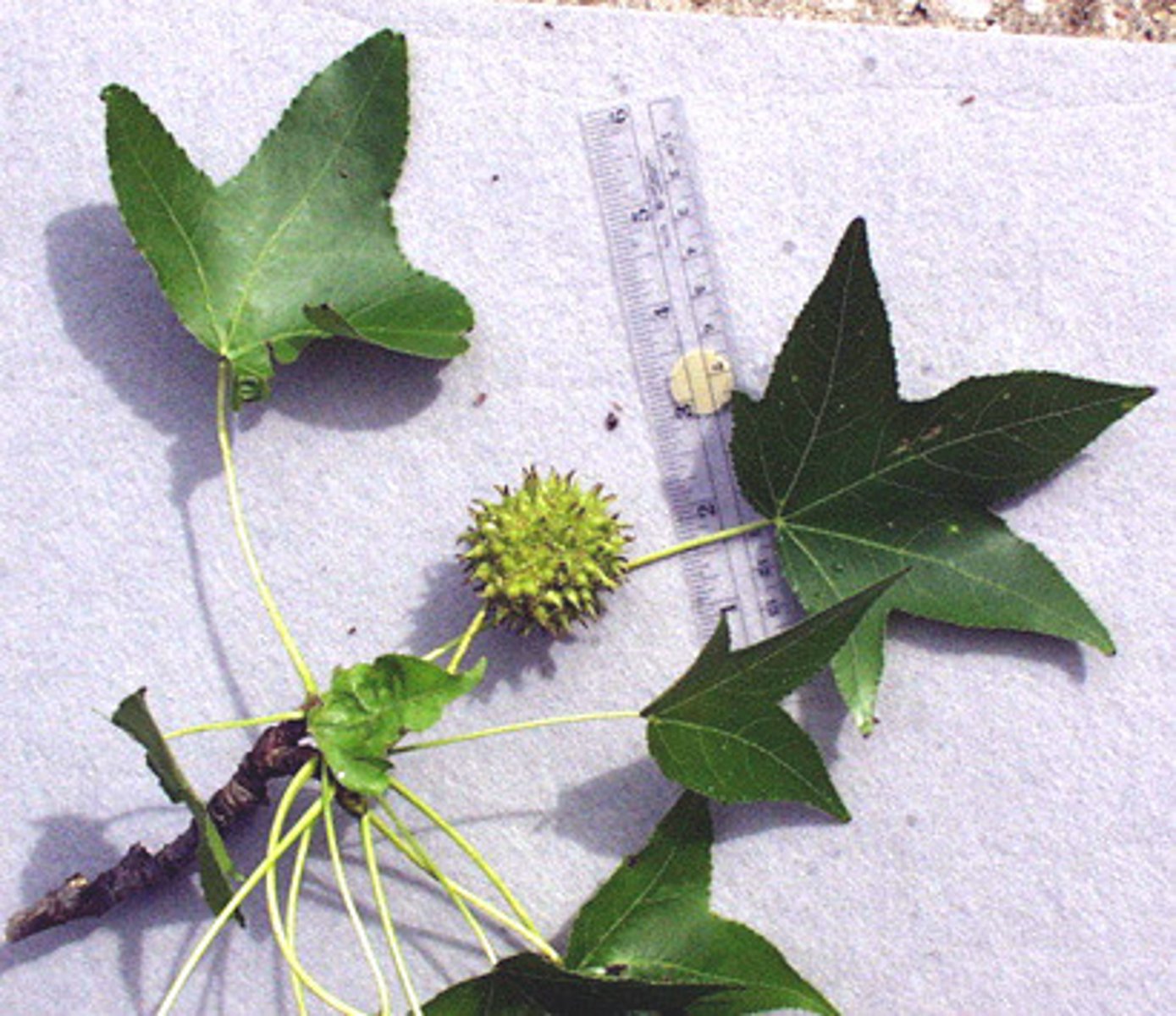 <p>simple, palmate, ALTERNATE; fruit is woody, spiky spheres</p>