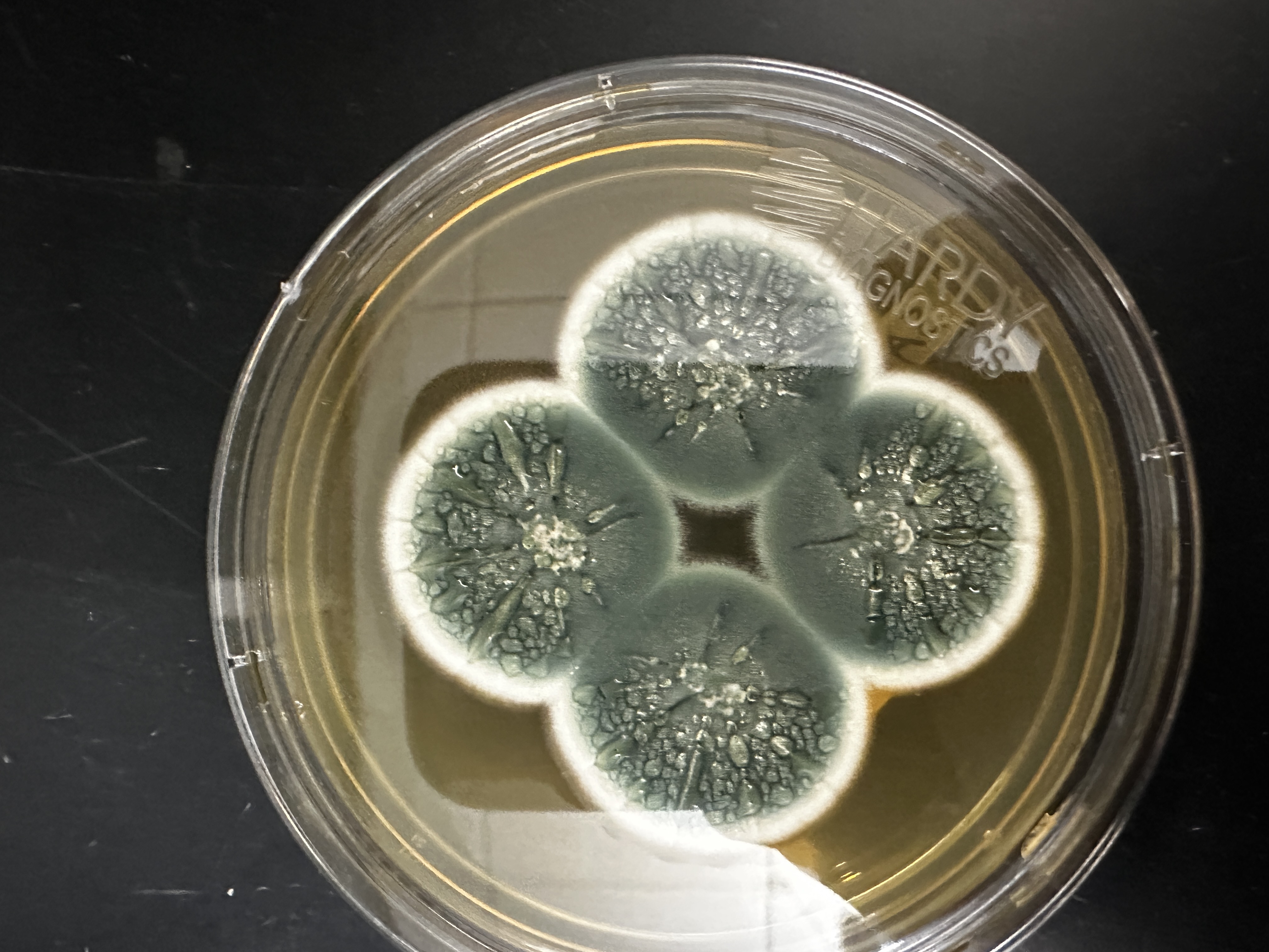 <p>Identify (Domain, Kingdom, Clade)</p>