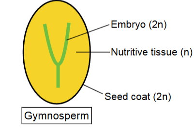 <p>contain embryos which germinate under favorable conditions n nutritive tissue and have no ovary wall for protection</p>