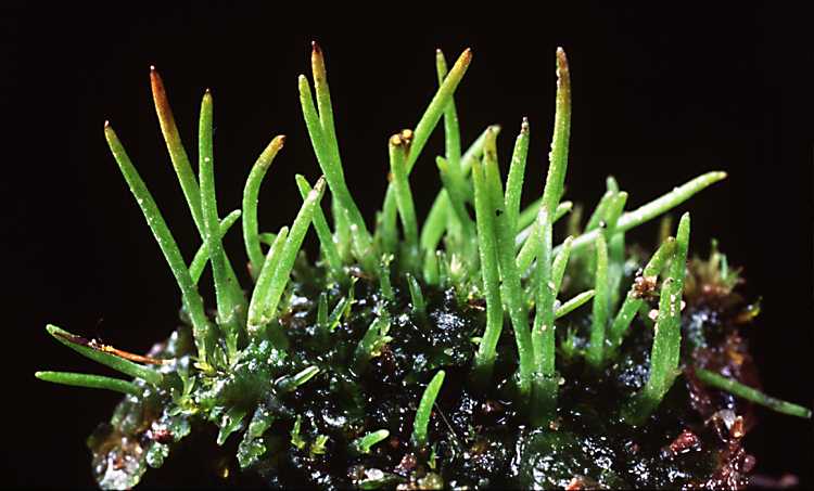 <p>Hornworts</p>