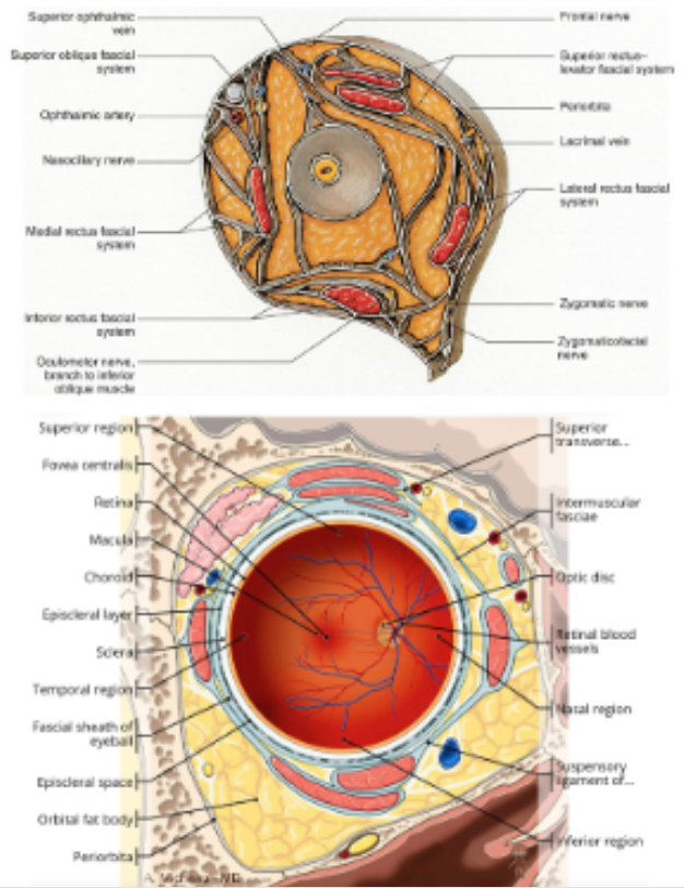 <p>What does orbital connective tissue provide?</p>