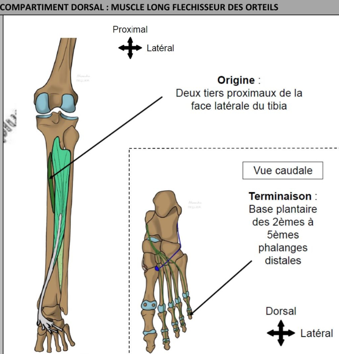 <ul><li><p>profond, recouvre en partie le muscle tibial postérieur médialement</p></li><li><p>2/3 proximaux de la face latérale &amp; dorsale du tibia</p></li><li><p>Tendon commun se divise en 4 pour orteils 2-5, bases plantaires des 2eme aux 5eme phalanges distales</p></li></ul><p></p>