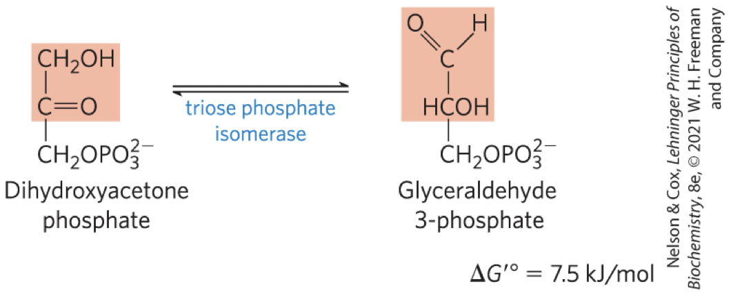 <p><strong>triose phosphate isomerase</strong> converts dihydroxyacetone phosphate to glyceraldehyde 3-phosphate</p><ul><li><p>reversible</p></li><li><p>final step of the preparatory phase of glycolysis</p></li></ul><p></p>