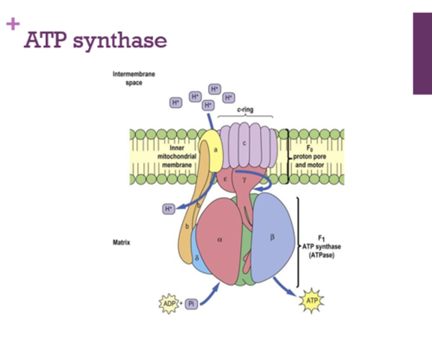 <p>inner mitochondrial membrane</p>