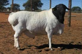 <p>shedding sheep breeds</p>