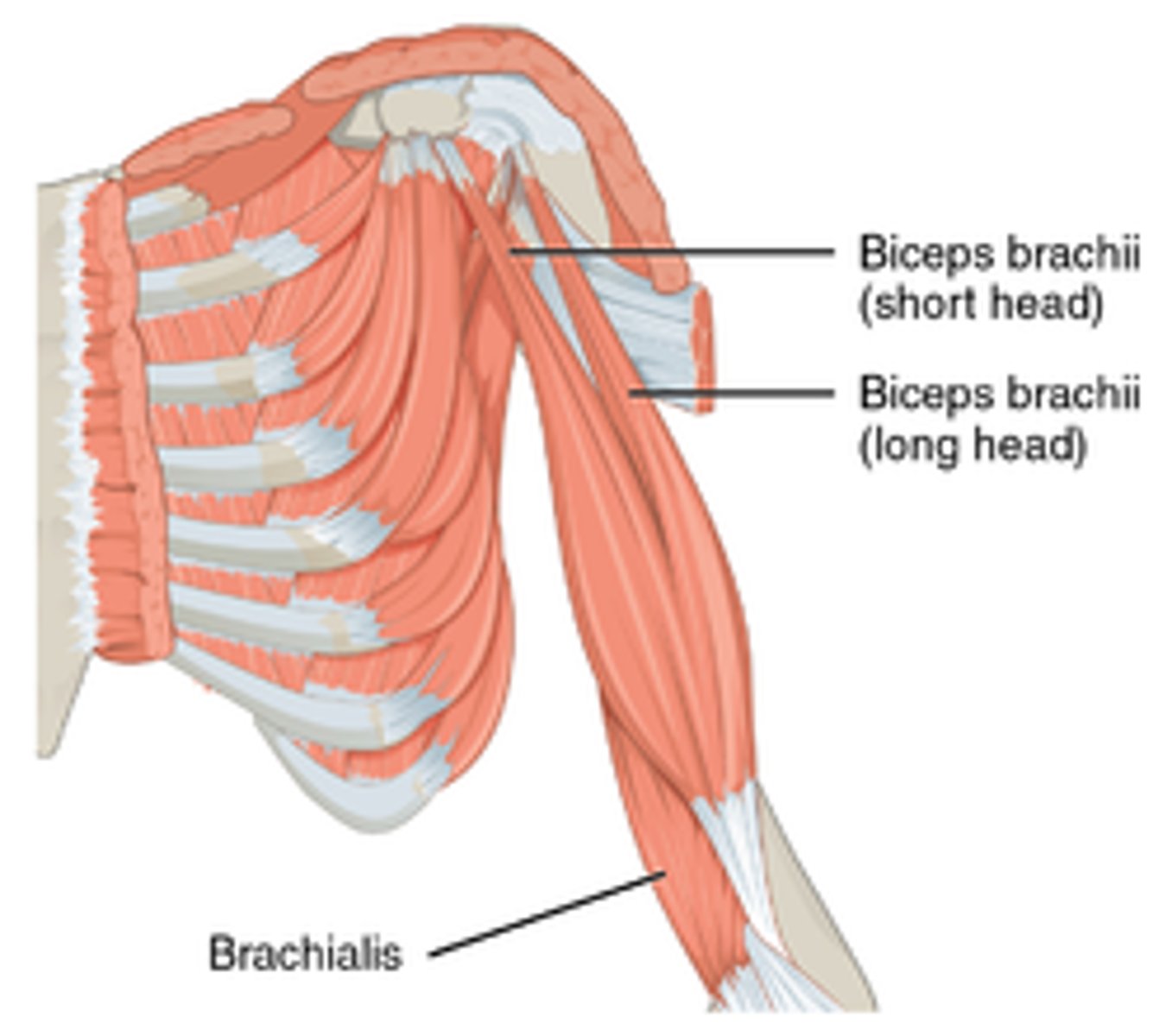 <p>-Origin</p><p>=Short head: coracoid process of the scapula.</p><p>=Long head: supraglenoid tubercle</p><p>-Insertion Radial tuberosity and bicipital aponeurosis into deep fascia on medial part of forearm</p><p>-Nerve Musculocutaneous nerve (C5-C7)</p><p>-Actions</p><p>=Flexes elbow,</p><p>=supinates radioulnar joint in the forearm</p><p>-Antagonist Triceps brachii muscle</p>