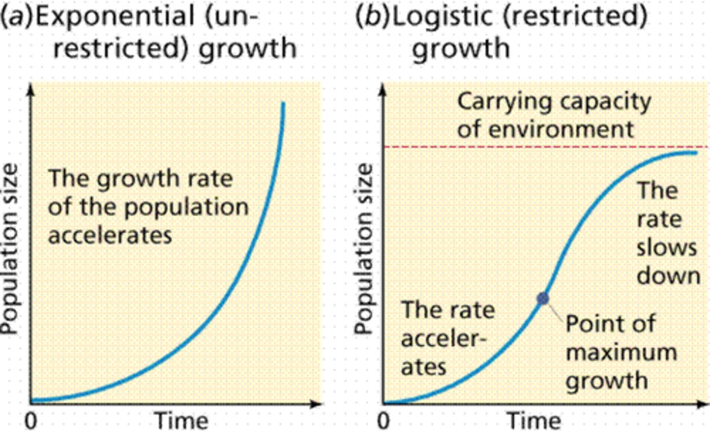 <p>-logistic growth curve: S-shaped curve, population expansion decreases as resources become scarce. increase gradually at first, more rapidly in the middle growth period, and slowly at the end, leveling off at a maximum value after some period of time. (at K= carrying capacity)</p><p>-exponential growth curve: When resources are unlimited, populations exhibit exponential growth, resulting in a J-shaped curve.</p>
