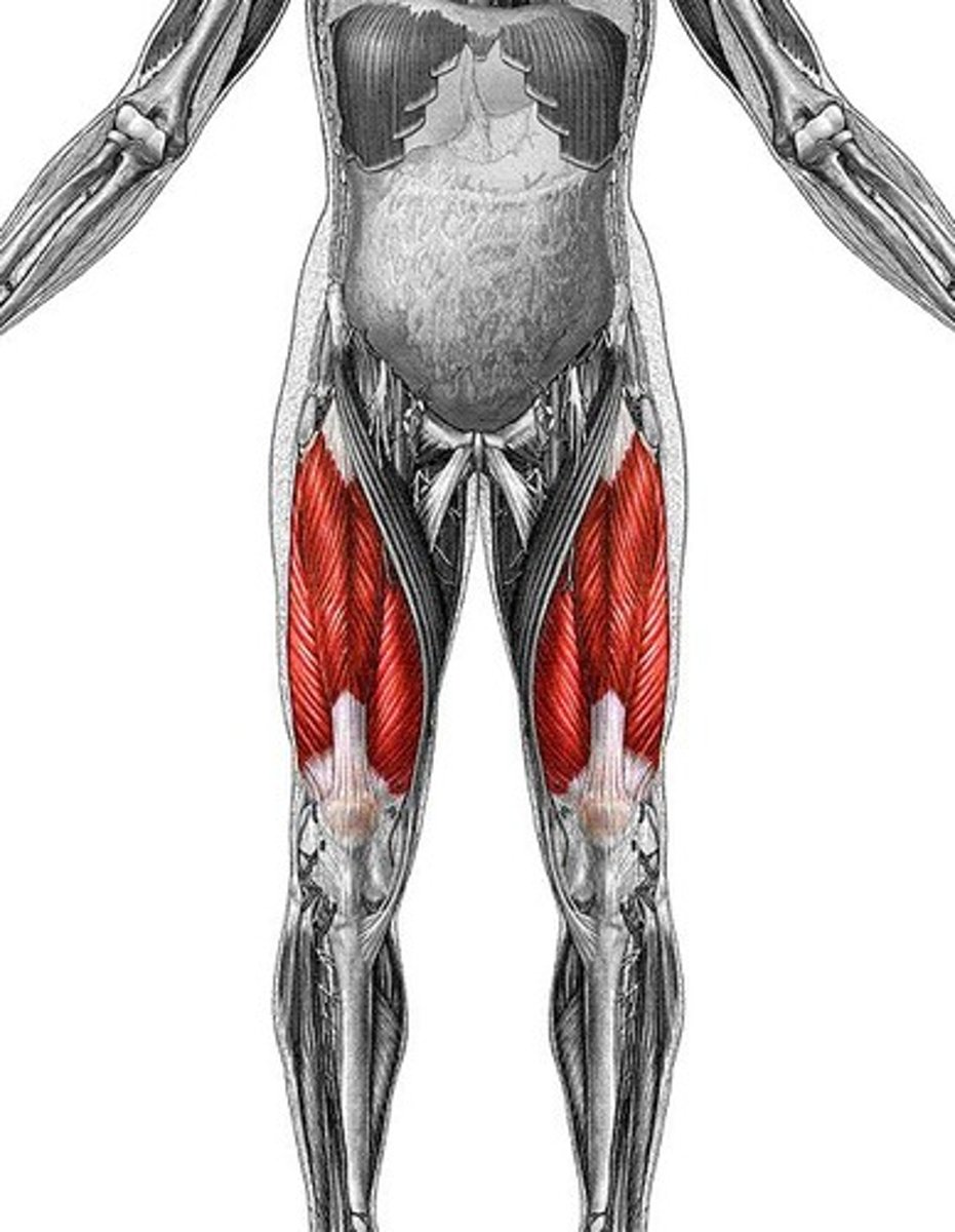 <p>four + heads + thigh</p>