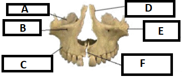<p>F. Which maxilla marking is this? (1)</p>