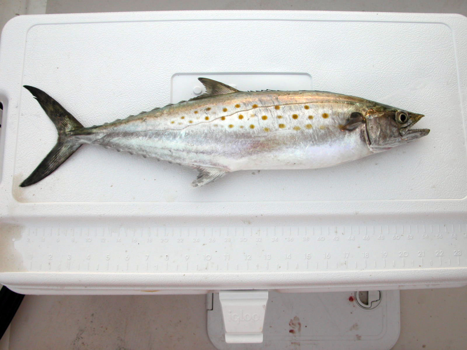 <p>Sides have several rows of fairly evenly spaced rusty-orange to yellow oval spots</p><p>The anterior portion of the first dorsal fin is black-white at the base</p><p>The second dorsal and pectoral fin have dusky tips</p><p>iridescent greenish to blue-green dorsally, silvery below</p><p>lateral line gently sloping</p>
