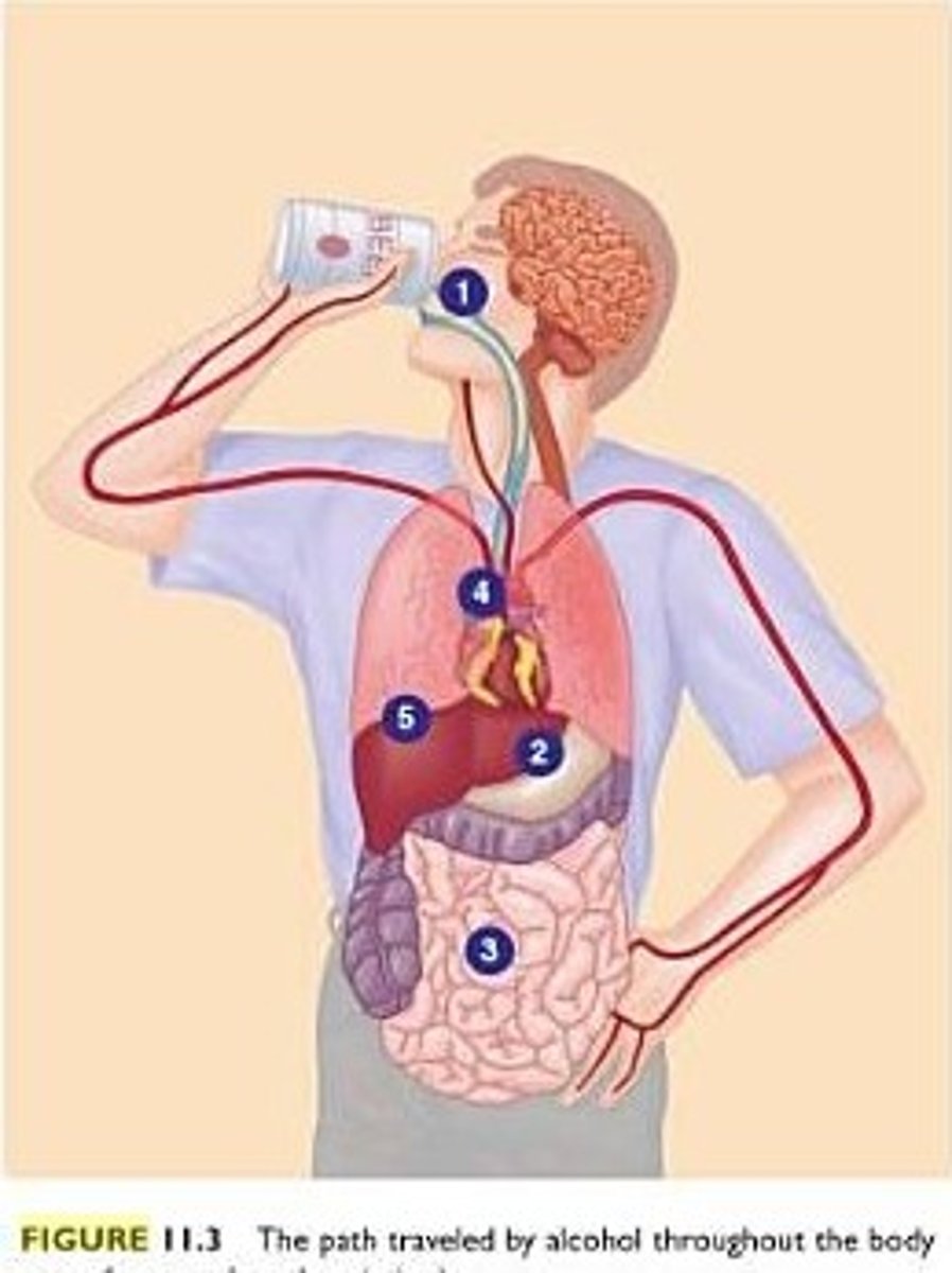 <p>ingestion</p>