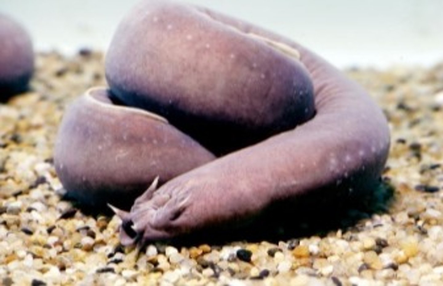 <p>- cylindrical body shape with smooth, scaleless skin</p><p>- no jaws or paired fins</p><p>- scavengers</p><p>- extreme slime defense</p><p>example in picture: hagfish</p>