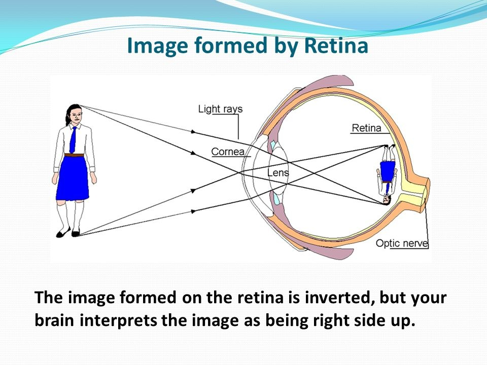 <p>c. Inverted, reduced, and real</p>