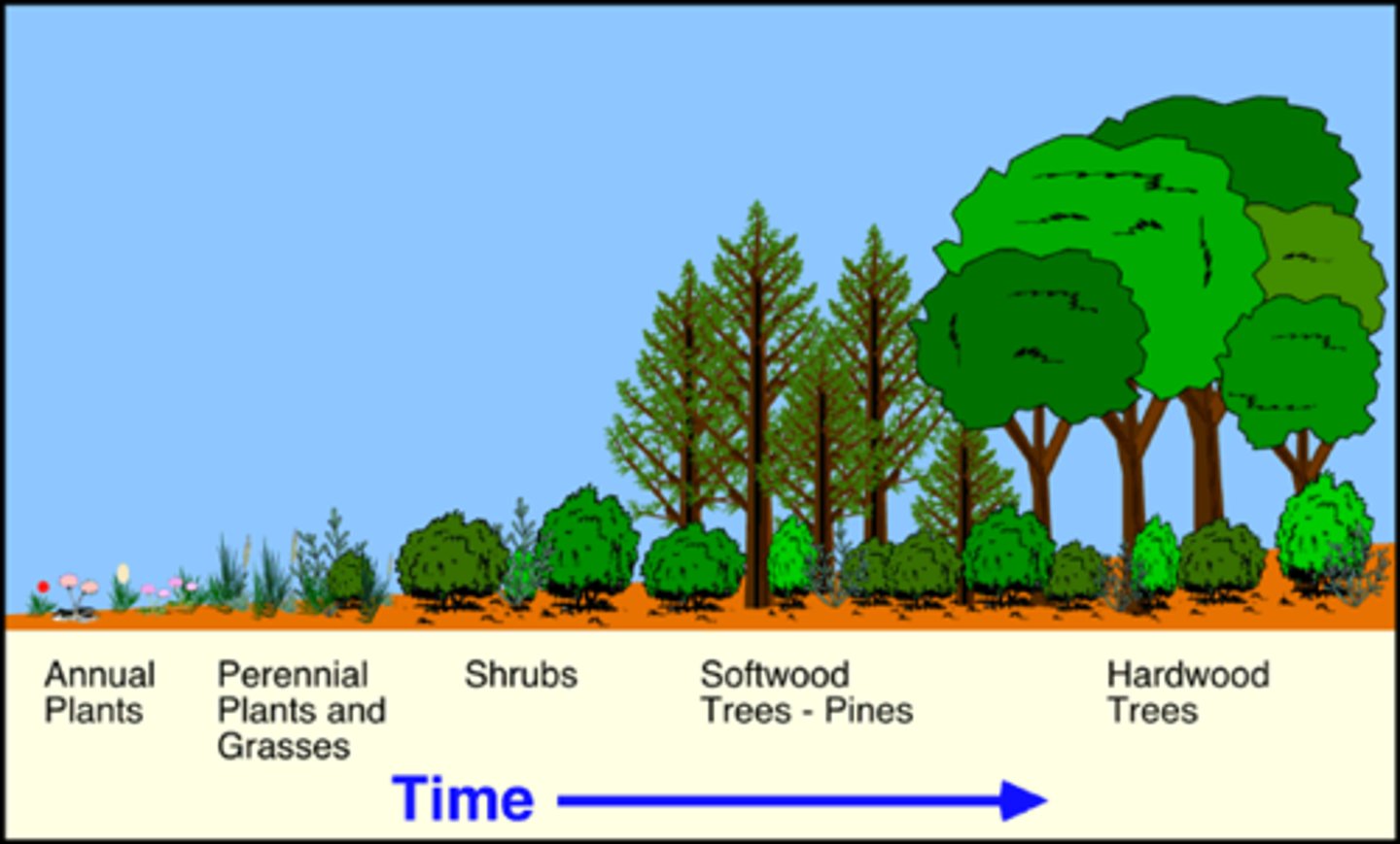 <p>The replacement of one community by another, developing toward a climax</p>