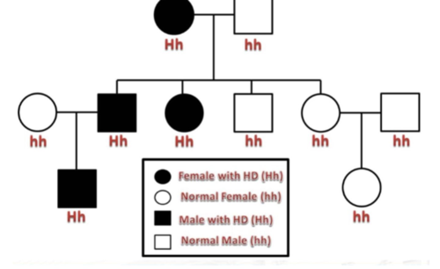 <p>an autosomal dominant genetic disorder that affects the central nervous system of human beings.</p><p>This disease typically shows up when a person reaches their mid 30's or 40's, with no earlier signs or symptoms.</p><p>The nerve cells of an affected individual quickly degenerate in certain parts of the brain, which leads to symptoms that include dementia, loss of memory, and severely decreased mental capacity, muscle rigidity, and loss of bodily function and muscle coordination.</p><p>Usually shortens an affected persons lifespan, with the average person dying 15-20 years after onset of the disease, making the life expectancy around 50-60 years of age</p>