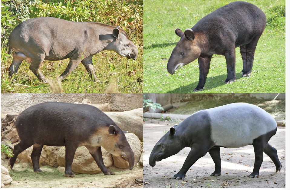 <p>Order? Family?</p>