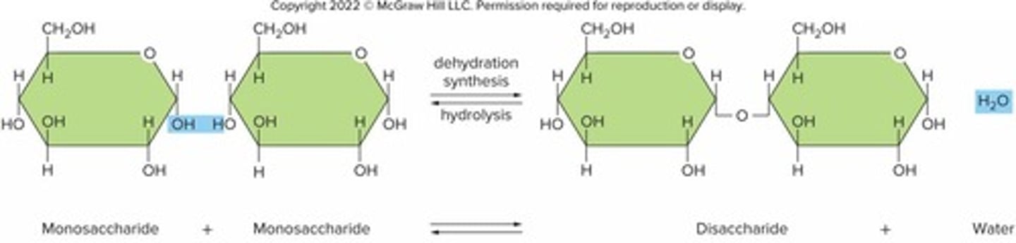 <p>Used to decompose carbohydrates, proteins, lipids; uses H2O to split the substances; reverse of dehydration synthesis.</p>