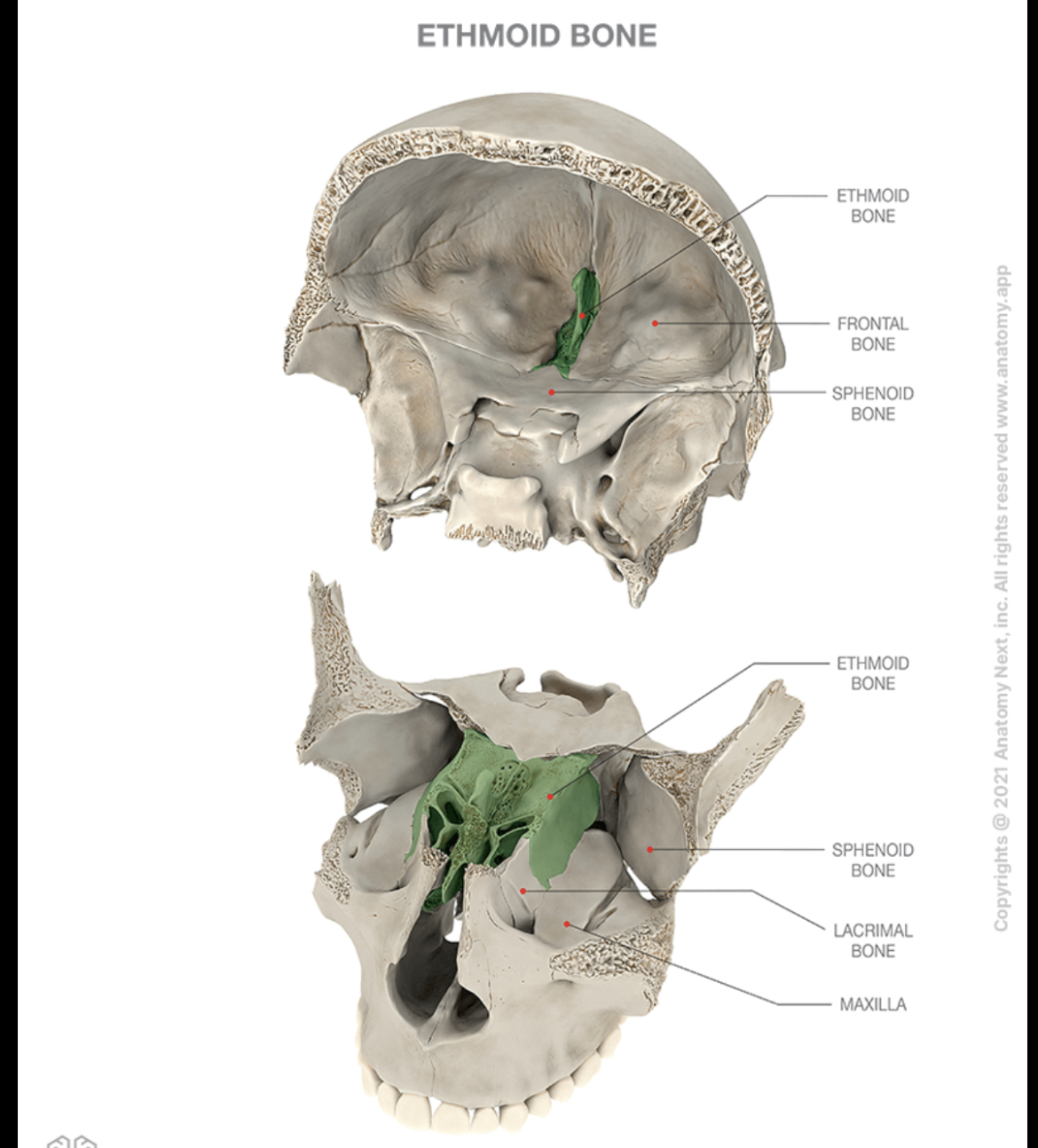 <p>Ethmoid bone</p>