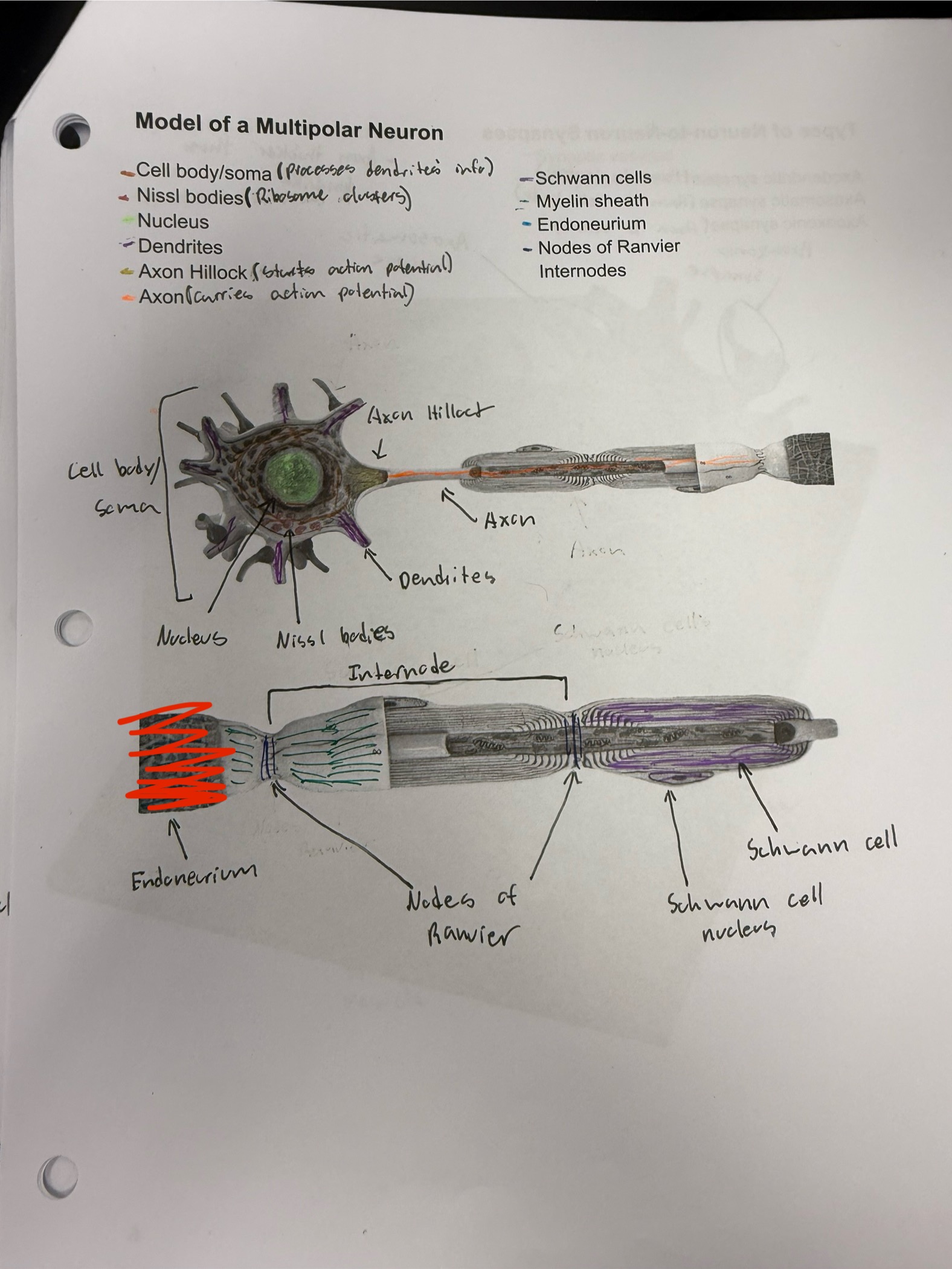 <ul><li><p>Connective tissue that surrounds never fibers</p></li><li><p>Protects them from damage</p></li></ul><p></p>