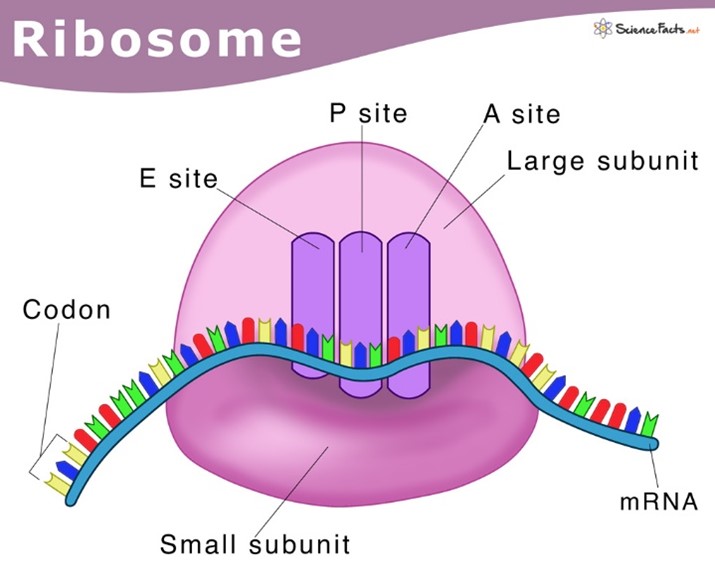 <p>Ribosomes are involved in protein synthesis, specifically translation.</p>