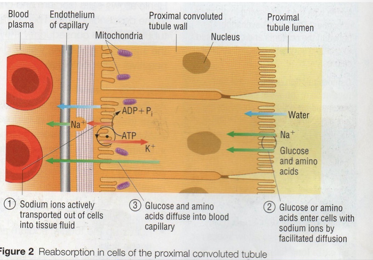 <p>Glucose diffuses down its concentration graident through a transport protein in the basal membrane and into the blood </p>
