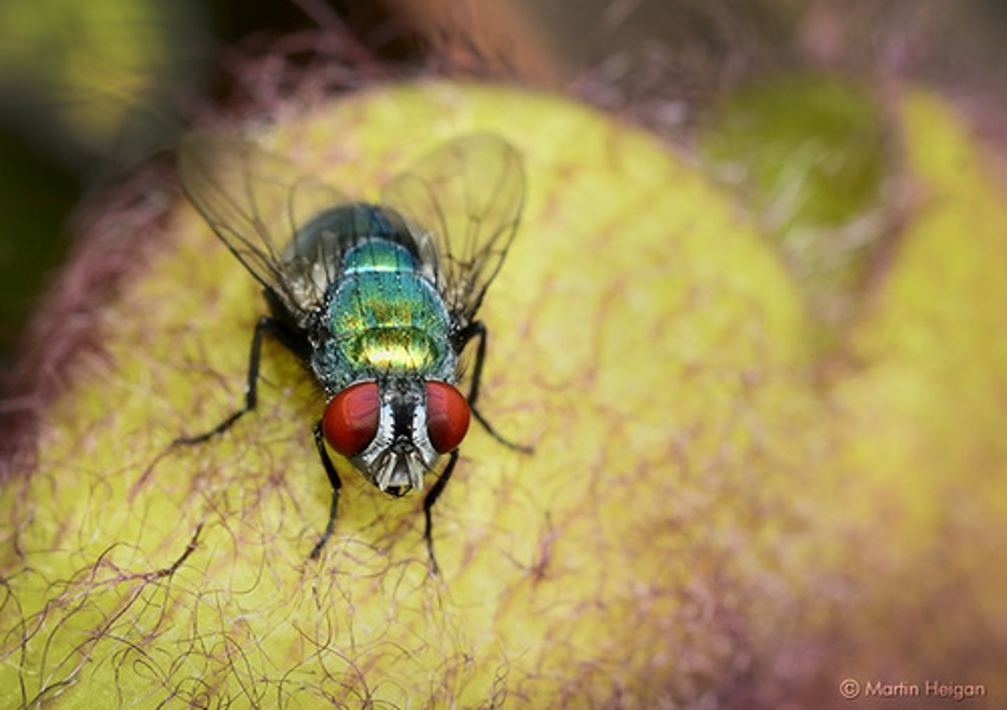 <p>Species that tend to spread their reproductive investment among a large number of offspring so that they are well adapted to colonize new habitats rapidly and make opportunistic use of short-lived resources.</p>