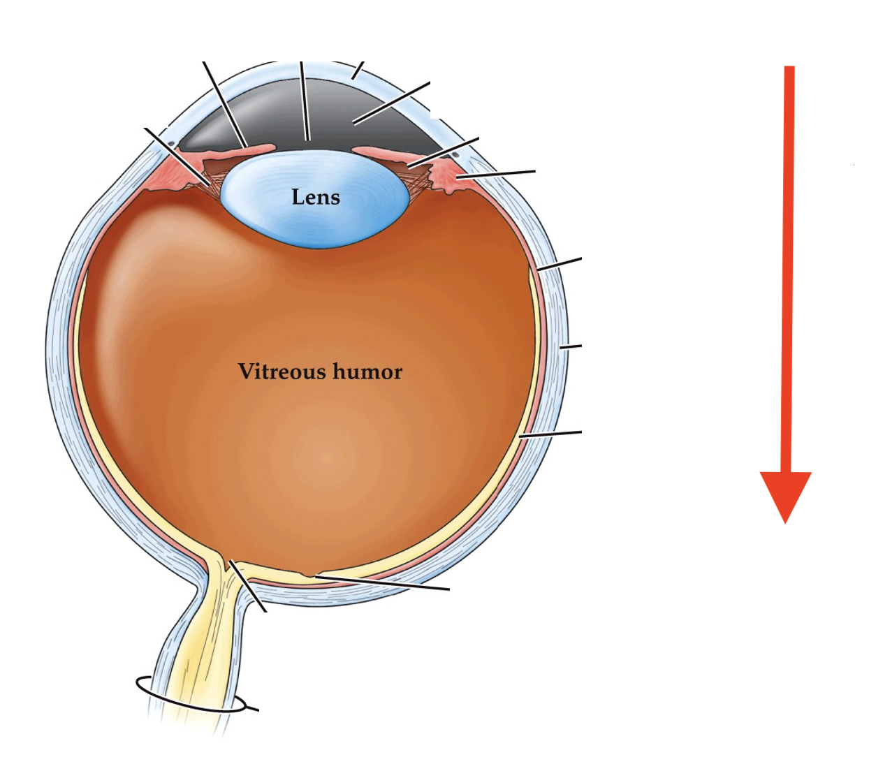 <p>what direction of the eye is this?</p>
