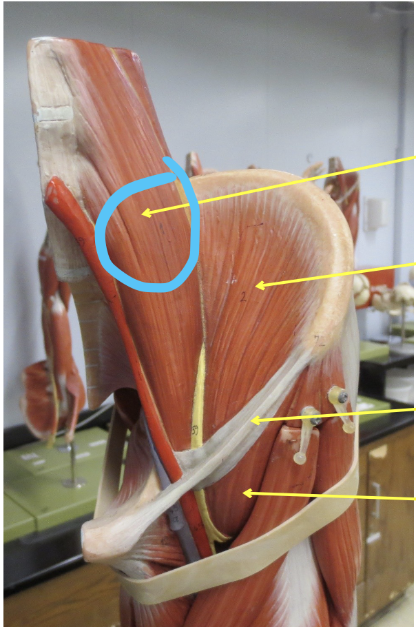 <p>Which muscle</p>