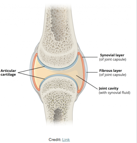 <p>the place where two bones connect to form a joint. can be found in places like the shoulder, elbow, hip, and knee</p>