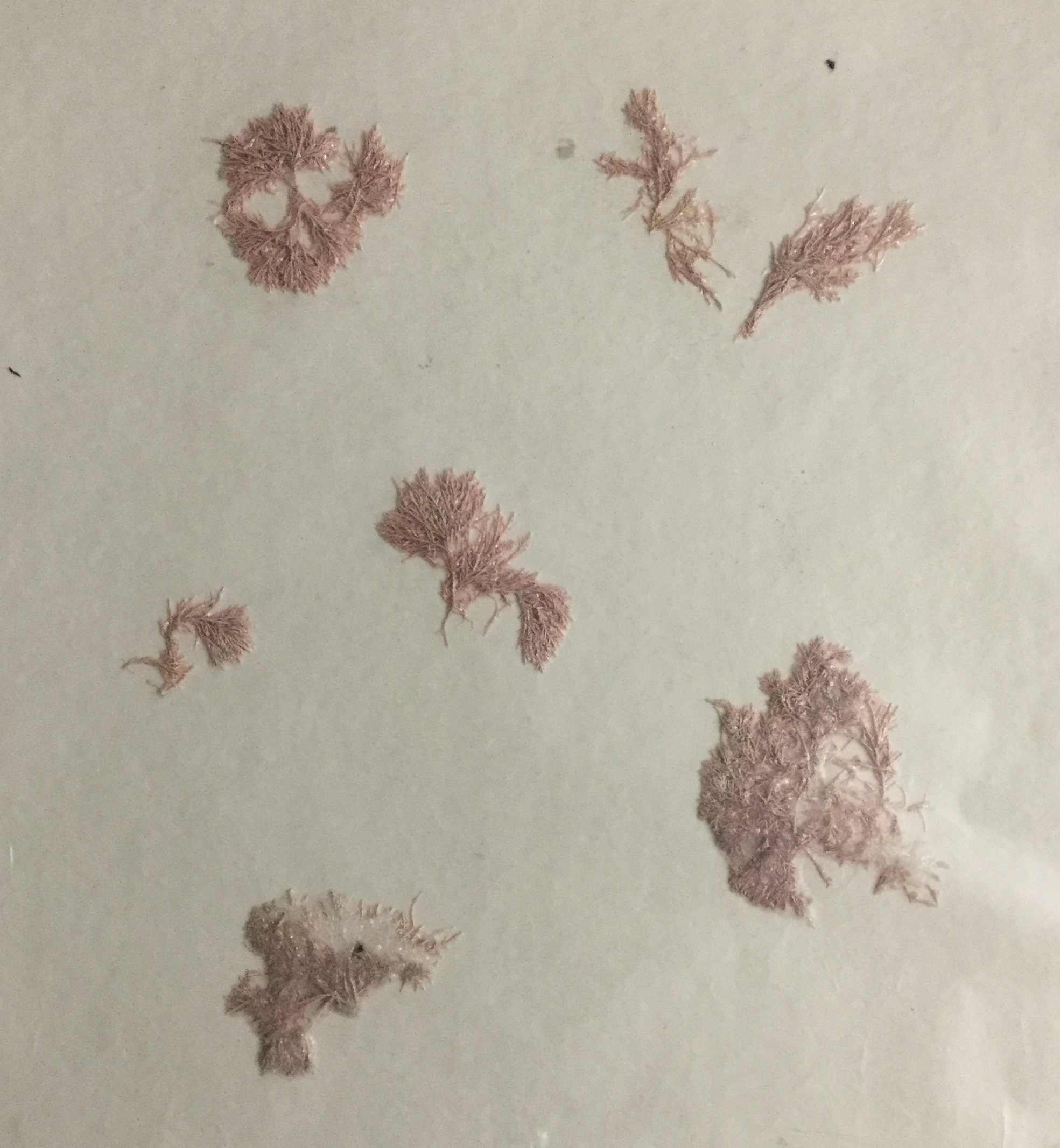 <p>This organism belongs to the phylum:</p><ul><li><p>Rhodophyta</p></li><li><p>Phaeophyta</p></li><li><p>Chlorophyta</p></li><li><p>Ascomycota</p></li></ul><p>And what is the organism?</p>