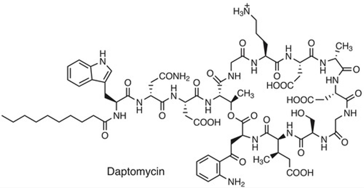 <p>Daptomycin</p>
