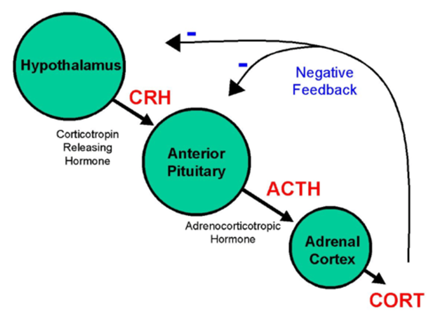 <p>Enhance -ve feedback and decrease hyperactivity of HPA axis.</p>