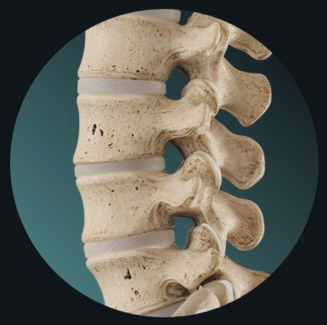 <p>slightly moveable</p><p>cartilaginous</p><p>e.g. intervertebral disc</p>