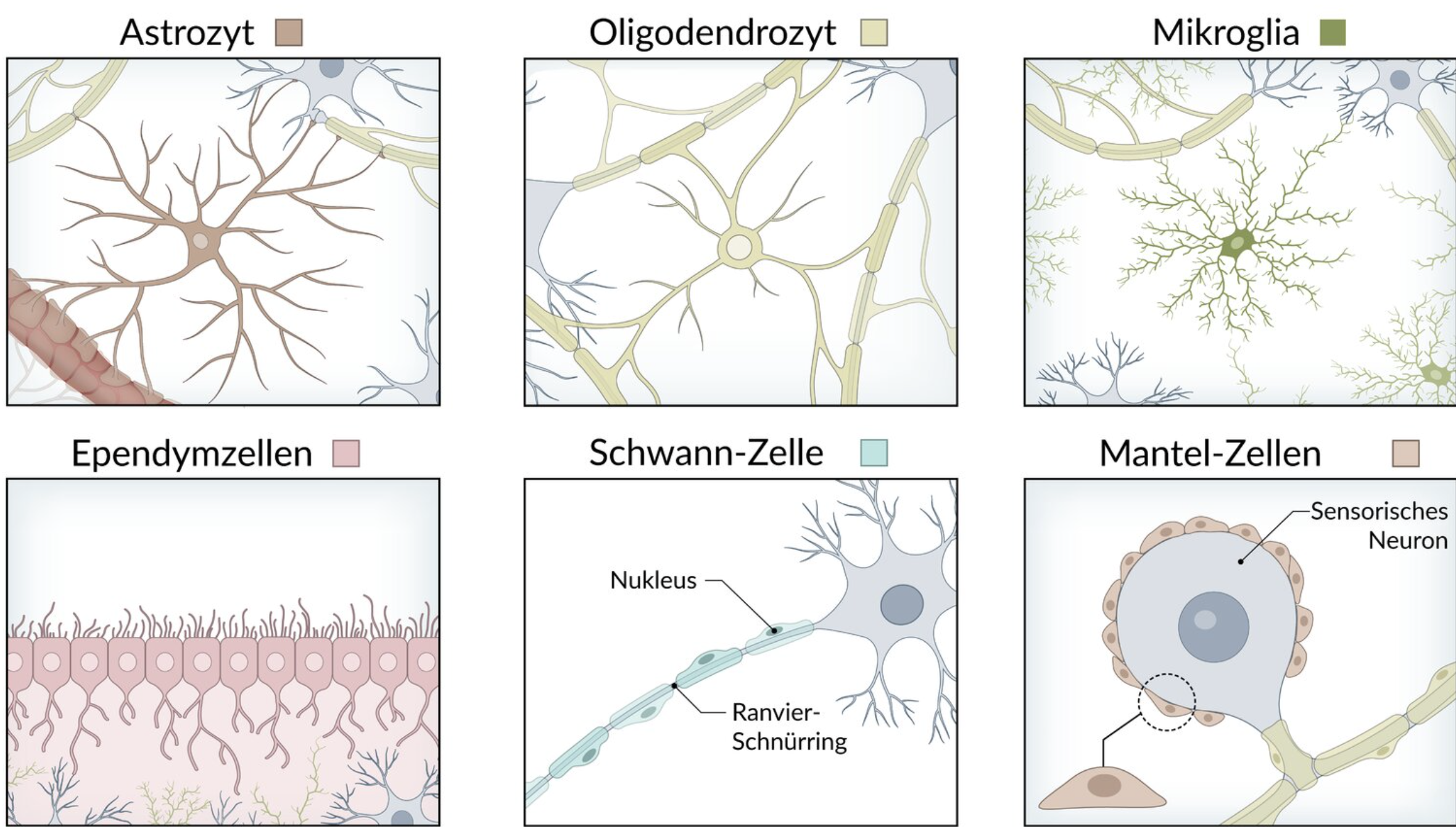 <p>C. Microglial cells</p>