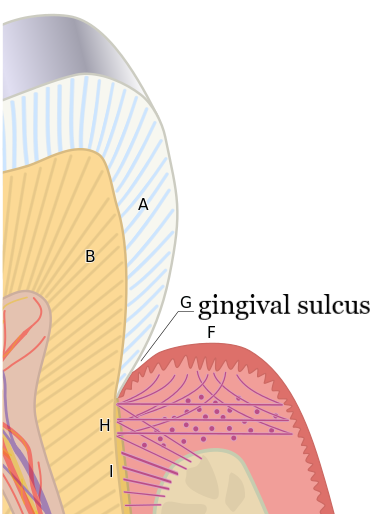 <p>The space that exists between the tooth and the free gingiva </p>