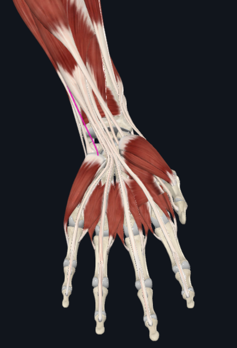 <p>What nerve is this</p>