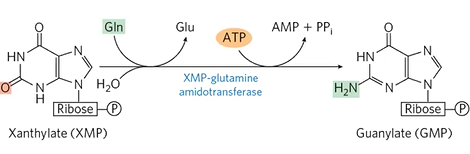<p>turns into GMP via <strong>XMP</strong>-<strong>GluAmidoTransase, </strong>Gln, ATP</p><p>*structures</p>