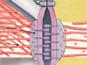 <p>Which type of junction is:</p><ul><li><p>Very tight</p></li><li><p>Forms a belt of interlocking membrane proteins</p></li></ul><p></p>