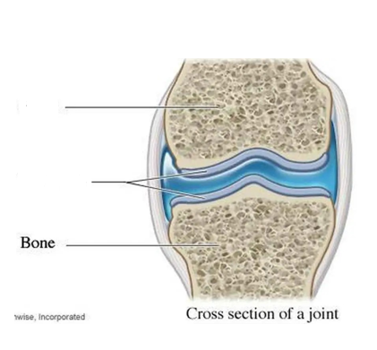 <p>bone</p>