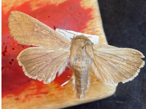 <p>What is the order of this? Defining characters </p>