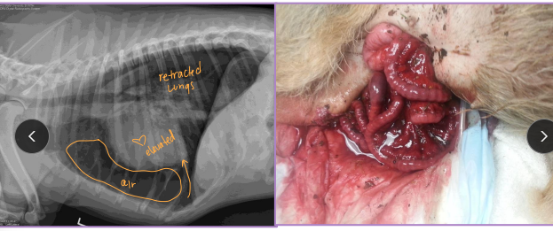 <p><span style="background-color: transparent;"><strong>General Principles of Fracture Management and Repair</strong></span></p>