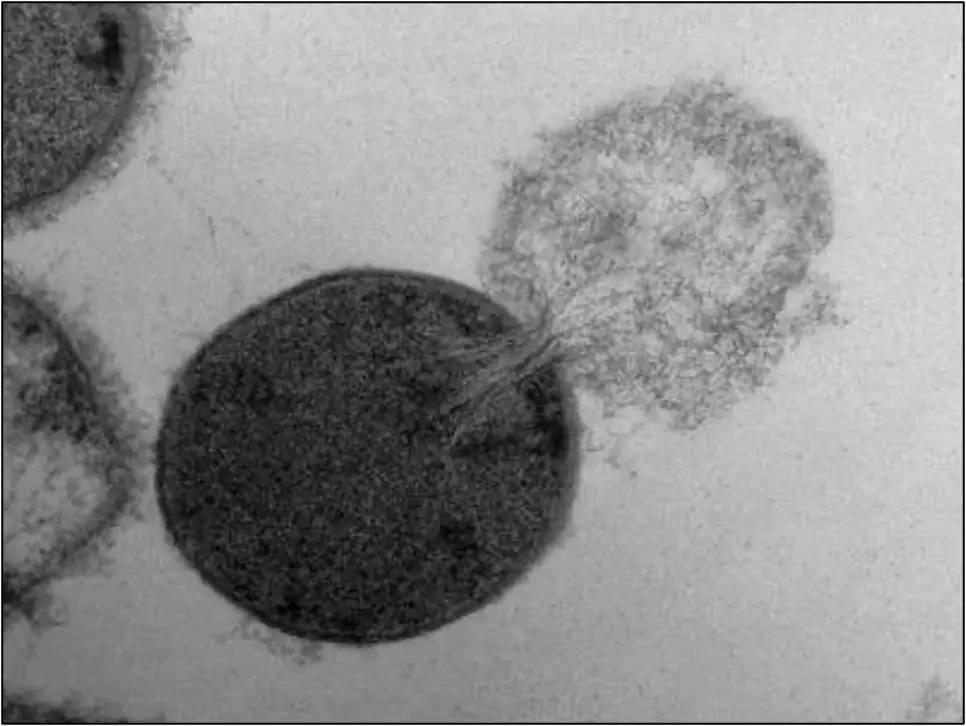 <ul><li><p>Binds to bacterial transpeptidase</p></li><li><p>Gets converted to a reactive form</p></li><li><p>Permanently bonds to and inactivates the enzyme</p></li><li><p>Prevents bacterial cell wall synthesis, causing lysis </p></li></ul><p></p>